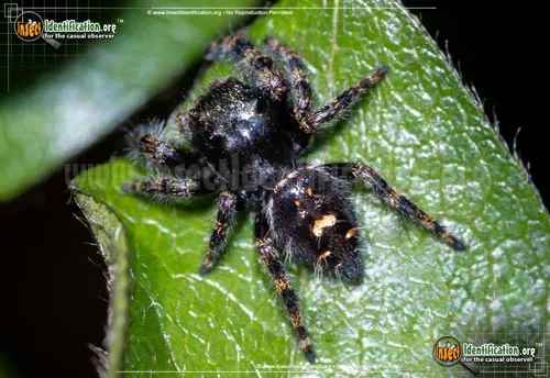 Bold Jumper - photo 2
