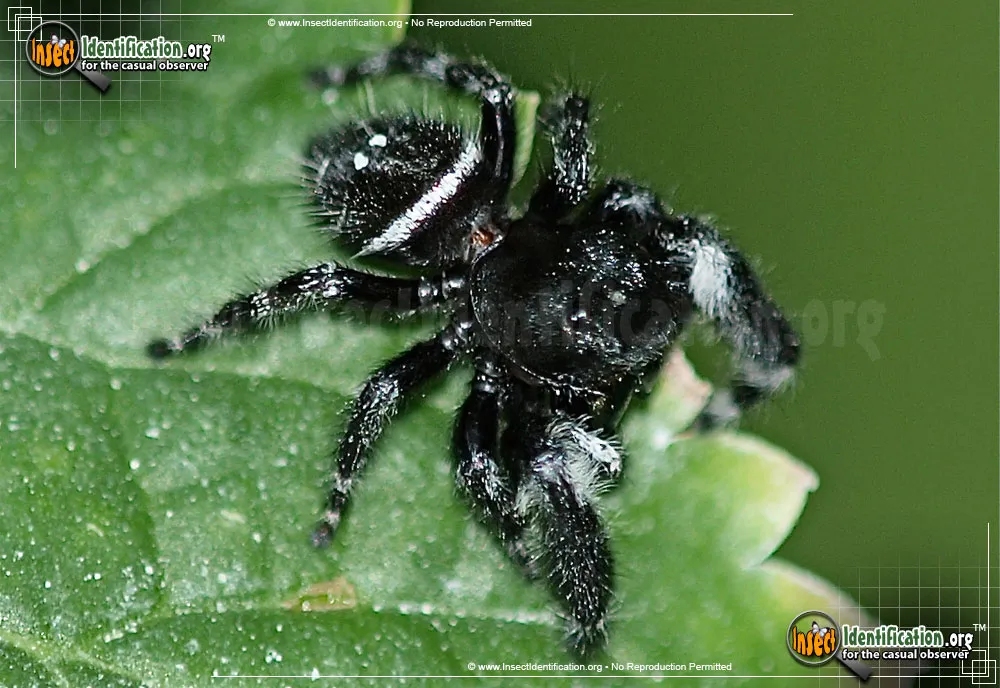 Bold Jumper - photo 3
