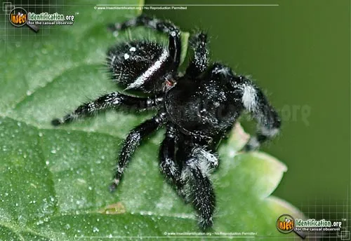 Bold Jumper - photo 4