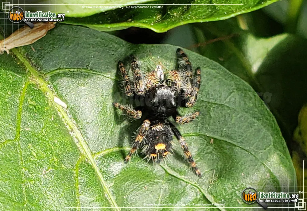 Bold Jumper - photo 5