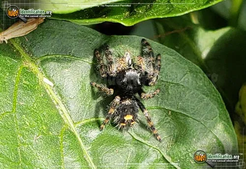 Bold Jumper - photo 6