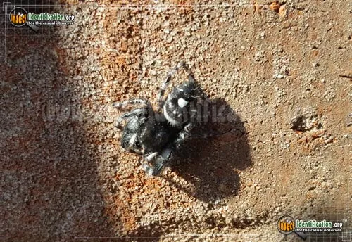 Bold Jumper - photo 8