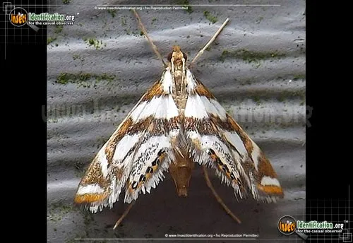 Bold Medicine Moth - photo 2