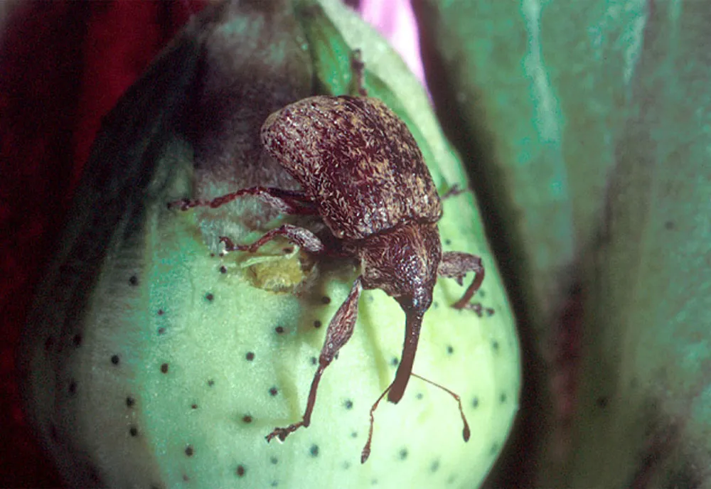 Boll Weevil - Anthonomus grandis