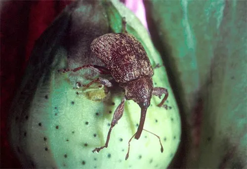 Boll Weevil - photo 2
