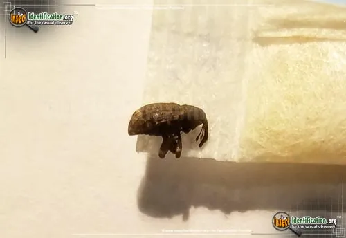Boll Weevil - photo 4