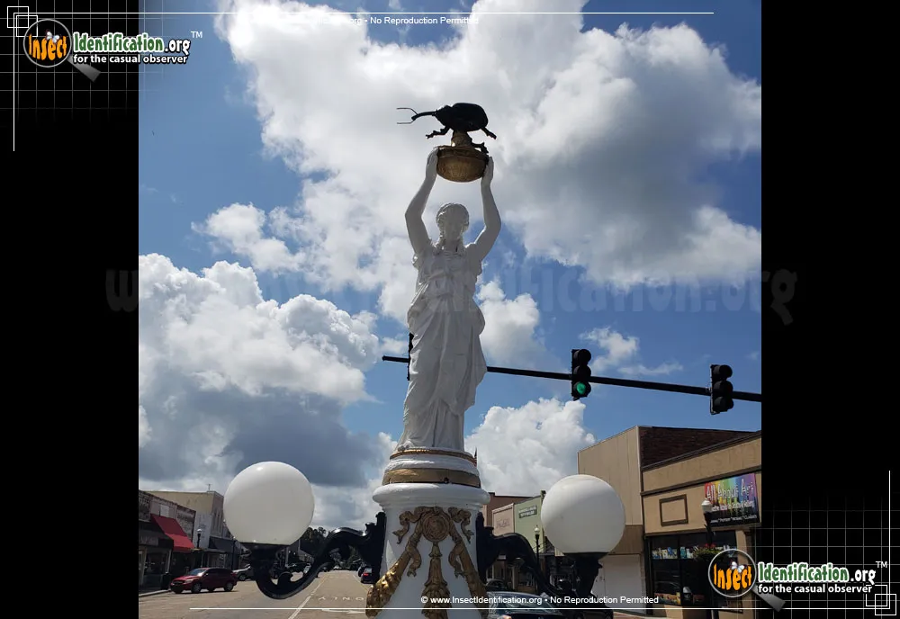 Boll Weevil - photo 5