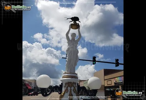 Boll Weevil - photo 6