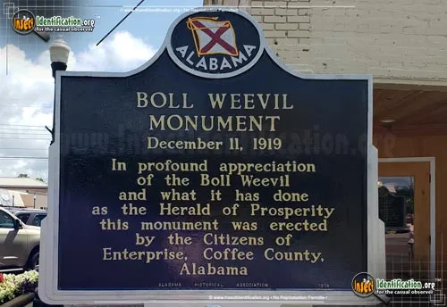 Boll Weevil - photo 8