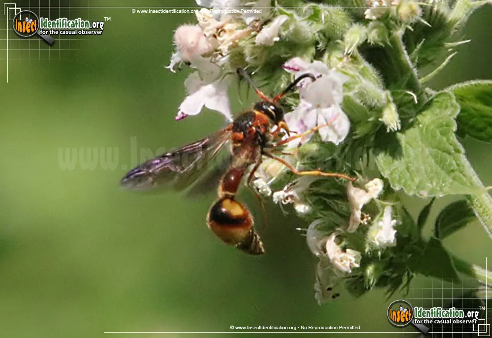Boll's Potter Wasp