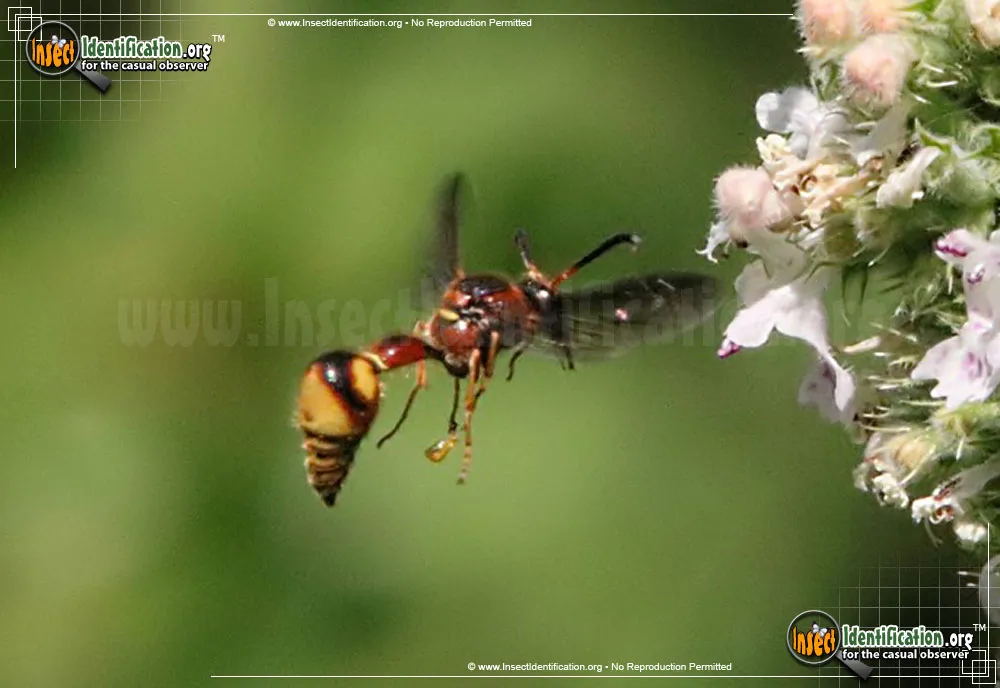 Boll's Potter Wasp - photo 3