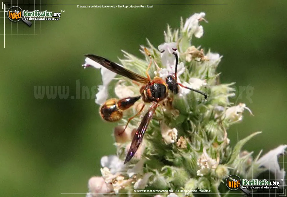 Boll's Potter Wasp - photo 5