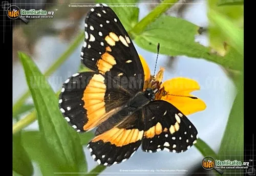 Bordered Patch Butterfly - photo 2