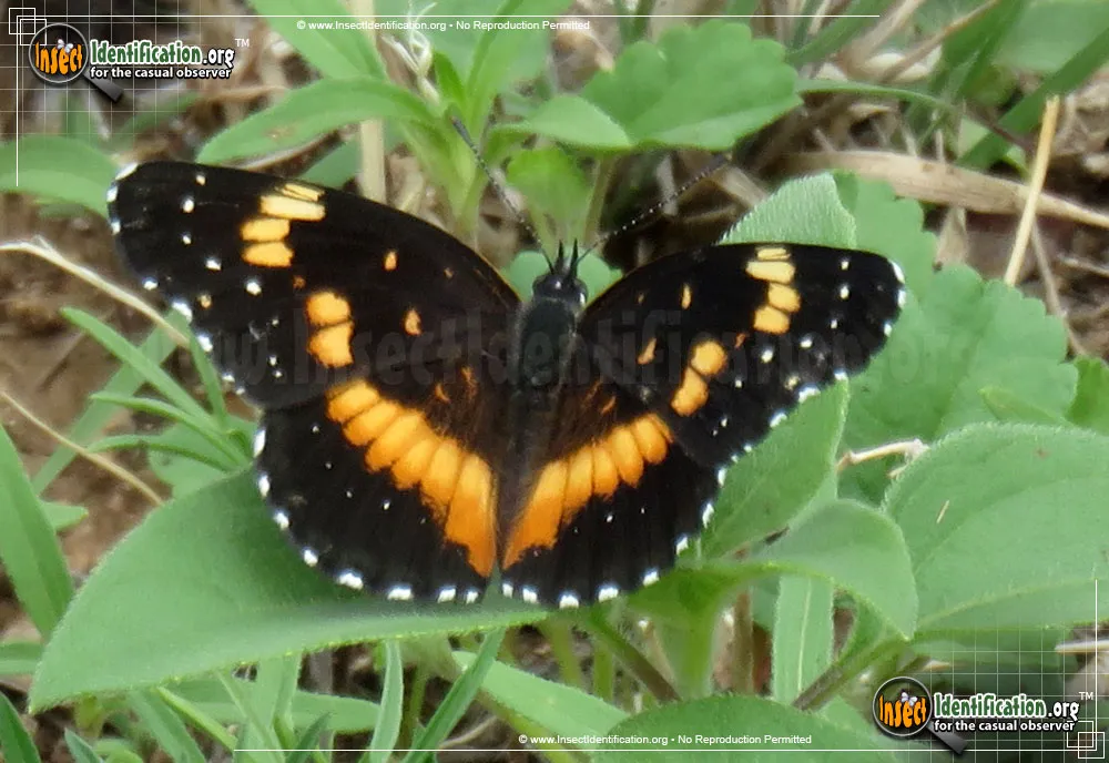 Bordered Patch Butterfly - photo 5