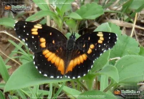 Bordered Patch Butterfly - photo 6