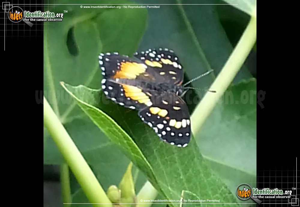 Bordered Patch Butterfly - photo 7