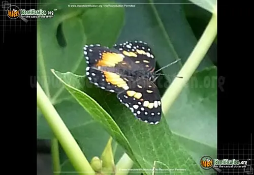 Bordered Patch Butterfly - photo 8
