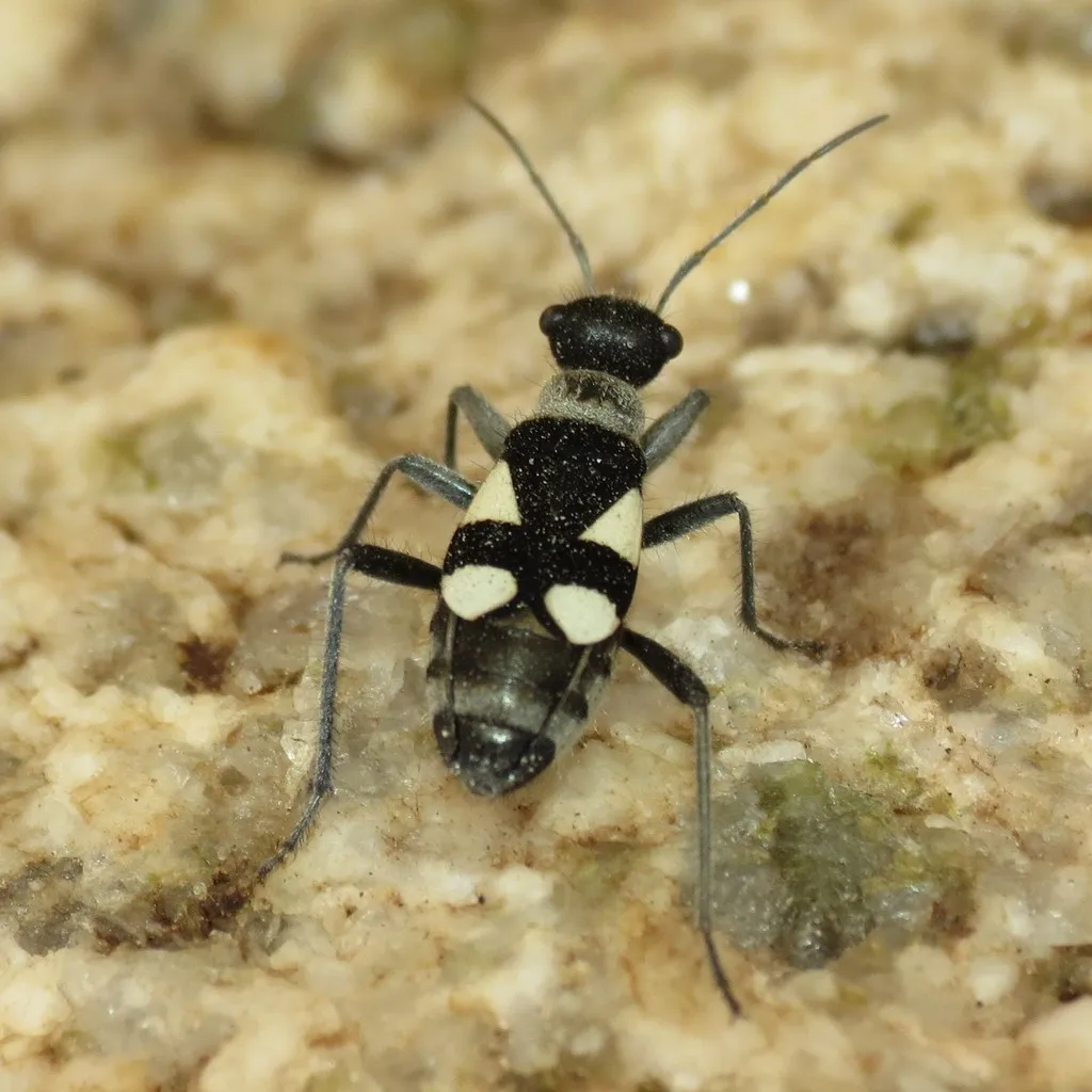 Bordered Plant Bug - photo 2