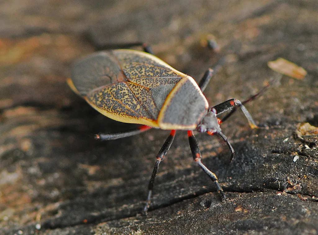 Bordered Plant Bug - photo 2