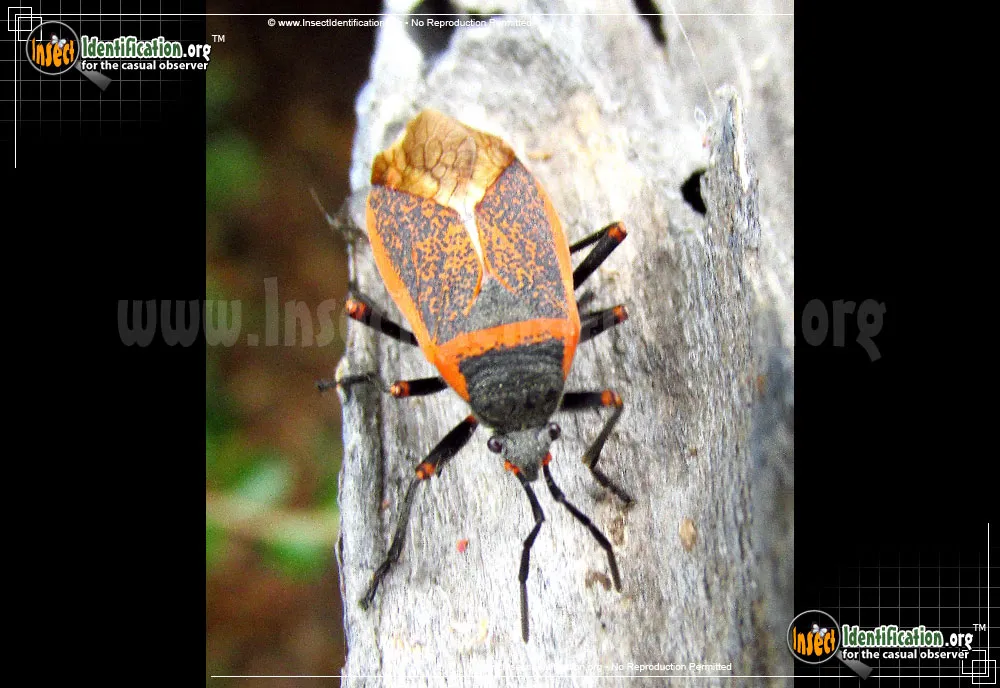 Bordered Plant Bug - photo 4