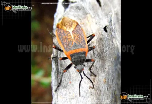 Bordered Plant Bug - photo 5