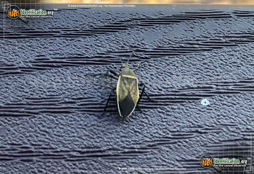 Bordered Plant Bug - photo 6