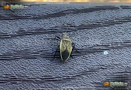 Bordered Plant Bug - photo 7