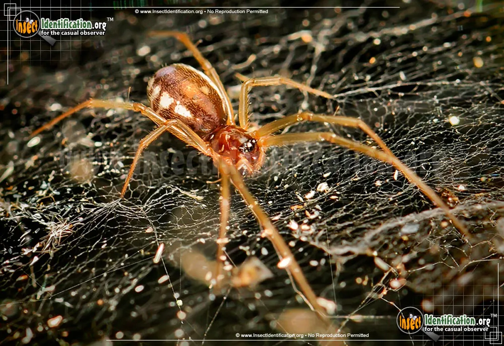 Bowl and Doily Weaver Spider