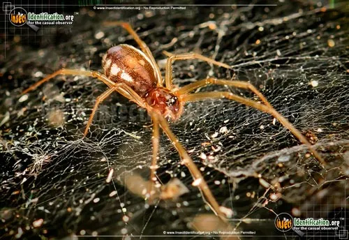 Bowl and Doily Weaver Spider - photo 2