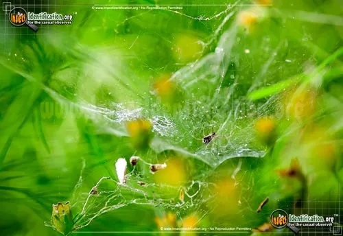 Bowl and Doily Weaver Spider - photo 4