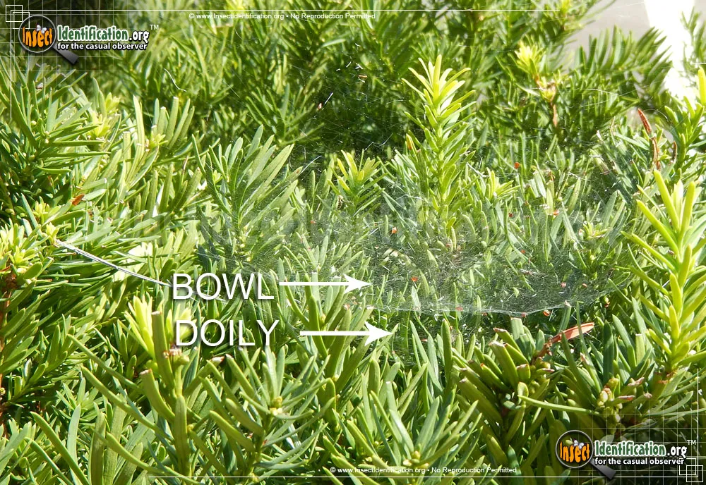 Bowl and Doily Weaver Spider - photo 5
