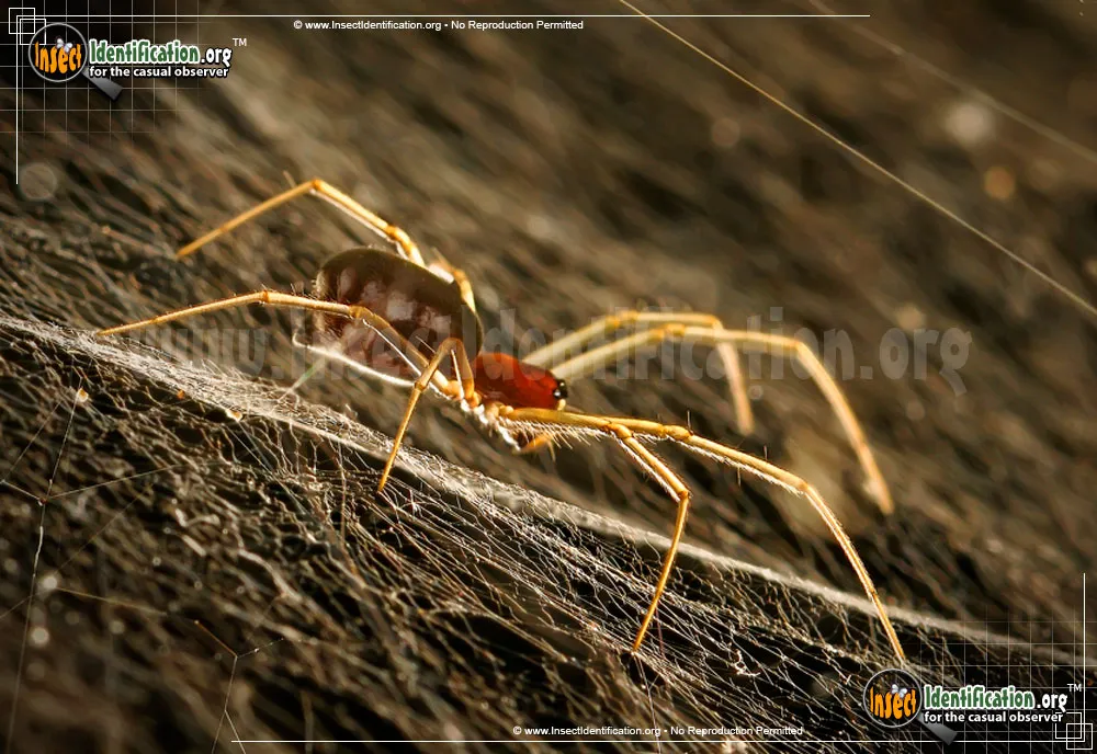 Bowl and Doily Weaver Spider - photo 7