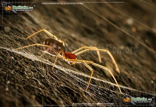 Bowl and Doily Weaver Spider - photo 8
