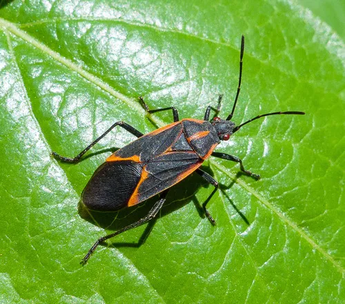 Boxelder Bug - photo 2