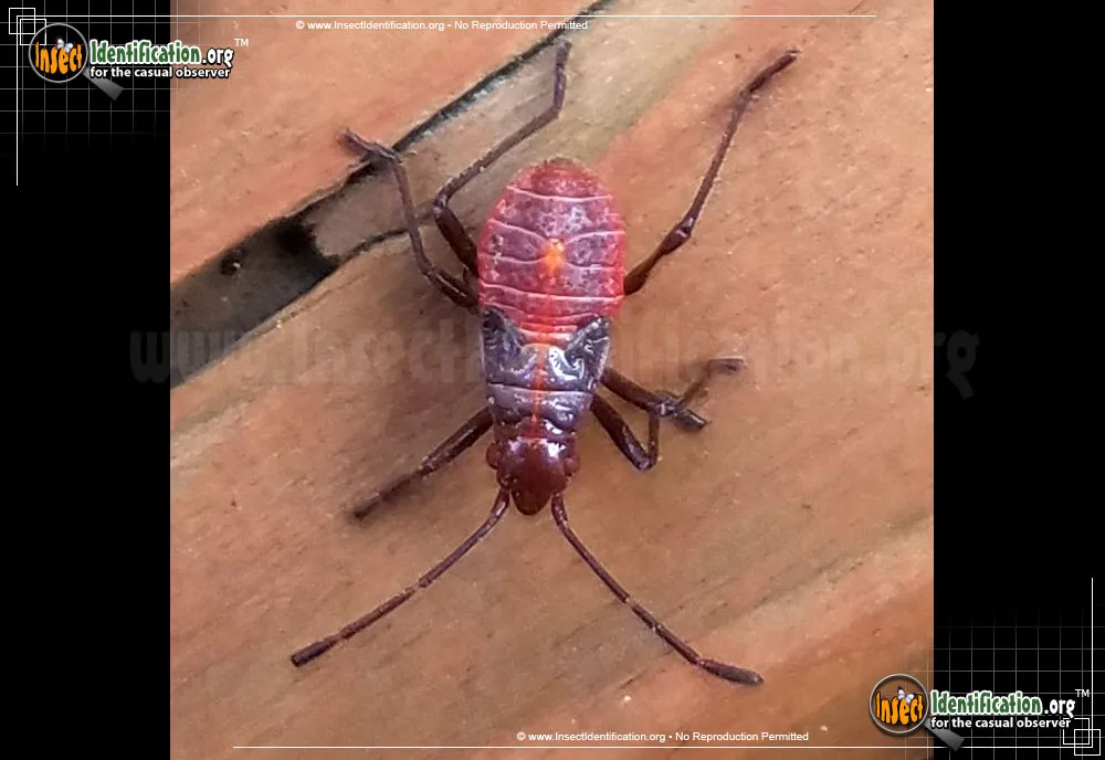 Boxelder Bug - photo 5