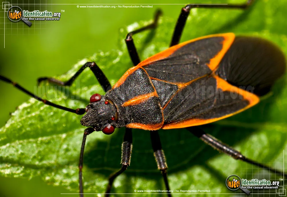Boxelder Bug - photo 6