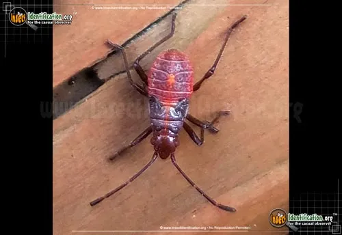 Boxelder Bug - photo 7