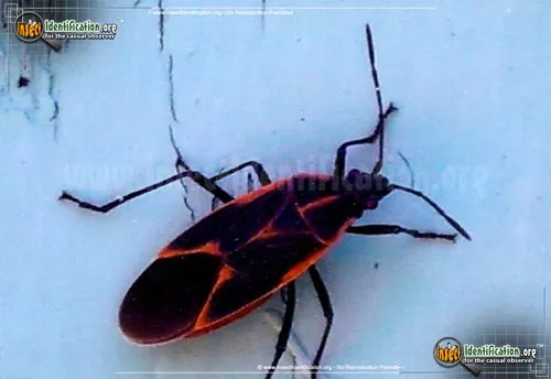 Boxelder Bug - photo 8