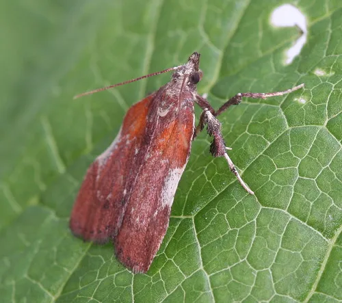 Boxwood Leaftier Moth - photo 3