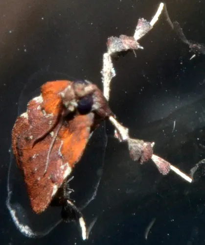 Boxwood Leaftier Moth - photo 4