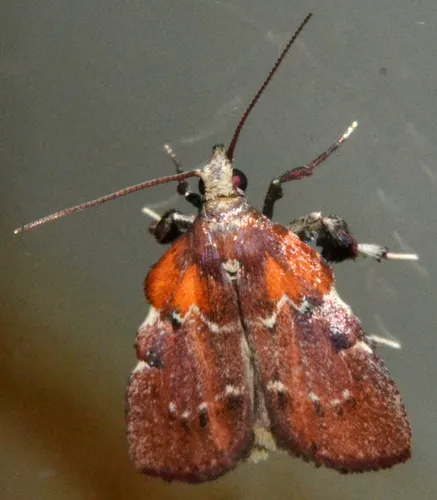 Boxwood Leaftier Moth - photo 5