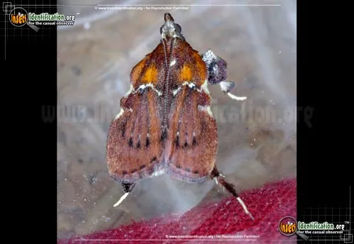 Boxwood Leaftier Moth - photo 6