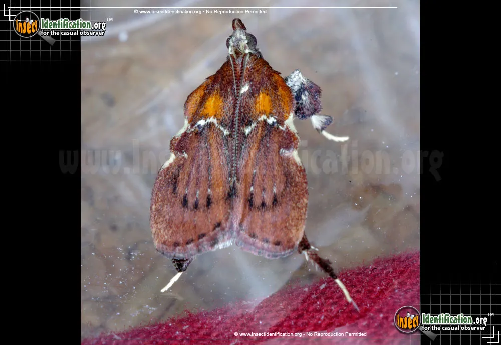 Boxwood Leaftier Moth - photo 8