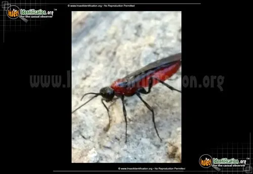 Braconid Wasp - photo 2