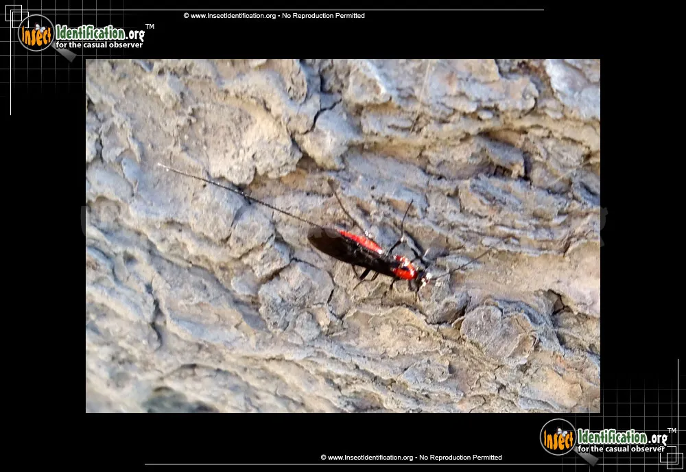 Braconid Wasp - photo 3