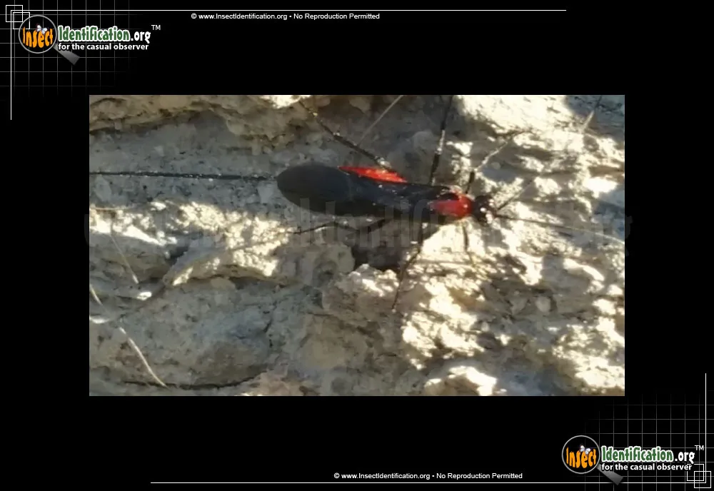 Braconid Wasp - photo 5