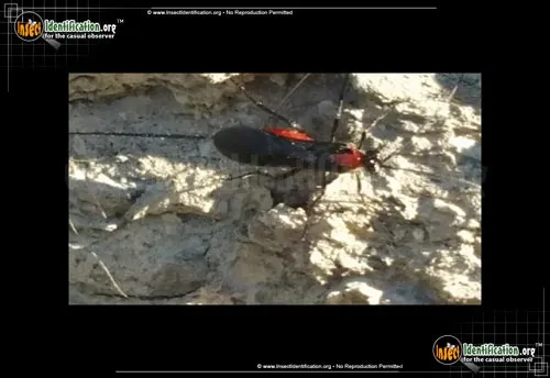 Braconid Wasp - photo 6