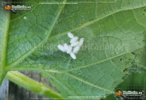 Braconid Wasp - photo 8
