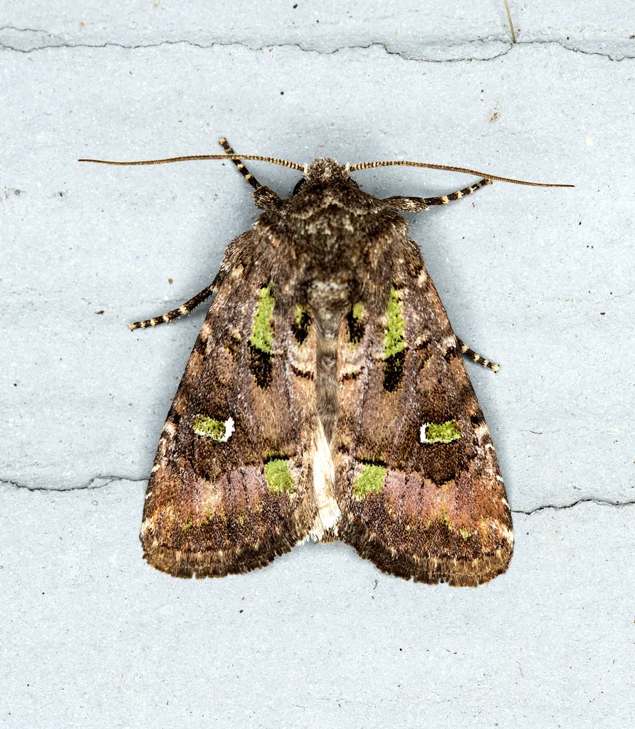 Bristly Cutworm Moth - photo 2