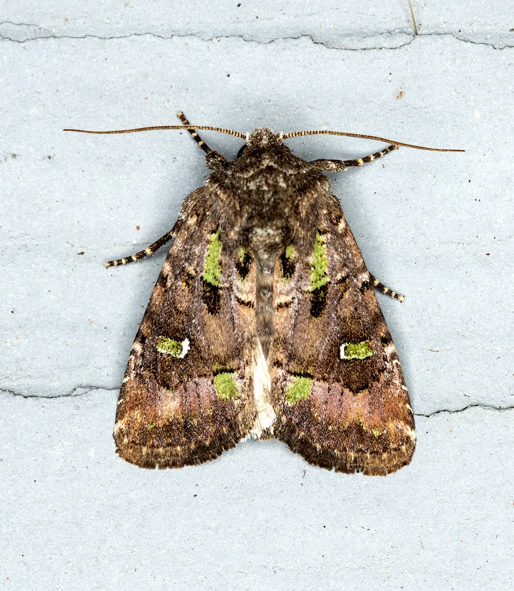 Bristly Cutworm Moth - photo 3